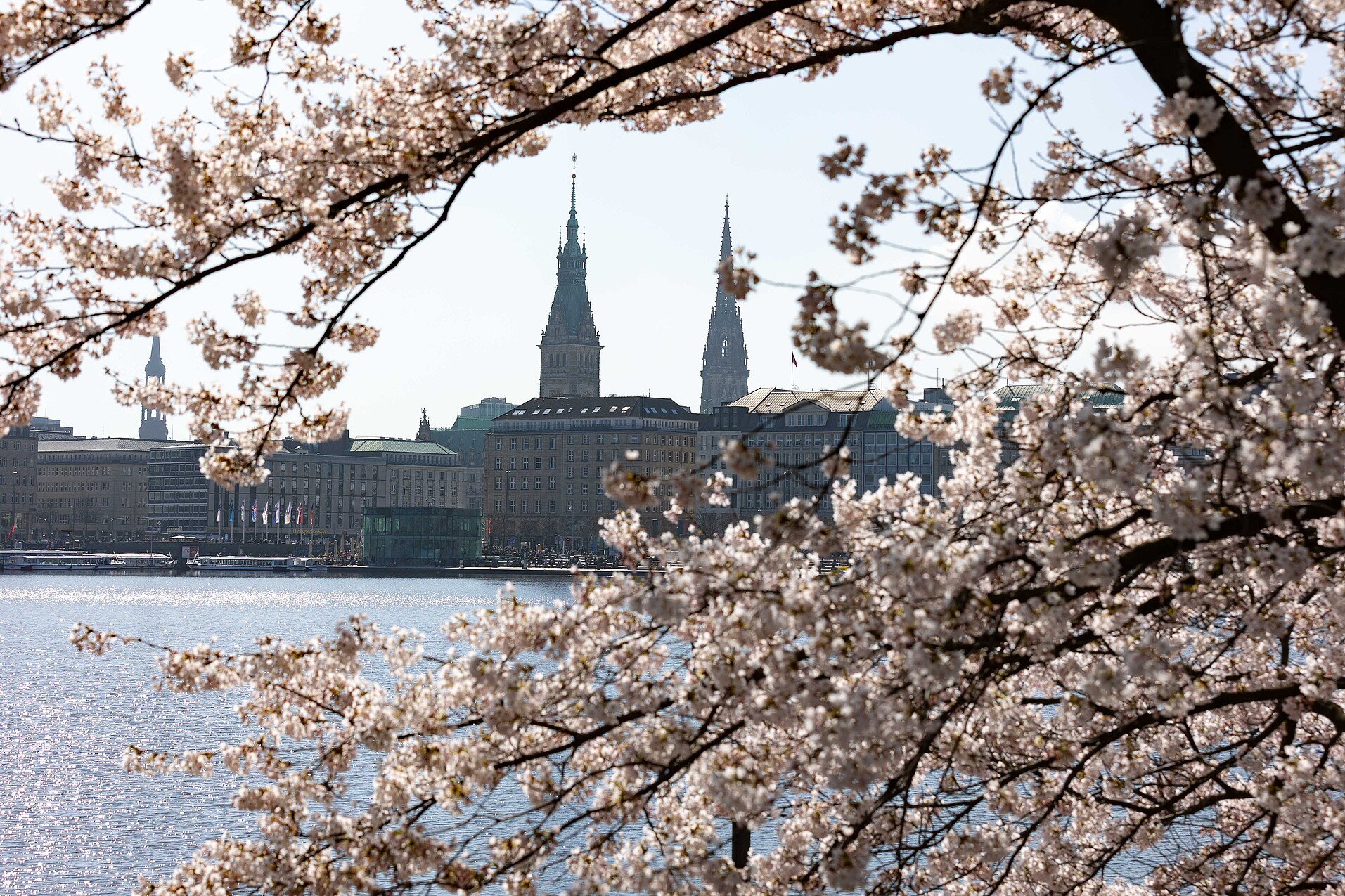 Kirschblüten im Frühling an der Alster, im Hintergrund Hamburg-Skyline mit Kirchtürmen.