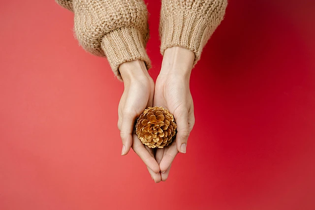 Hände mit Tannenzapfen